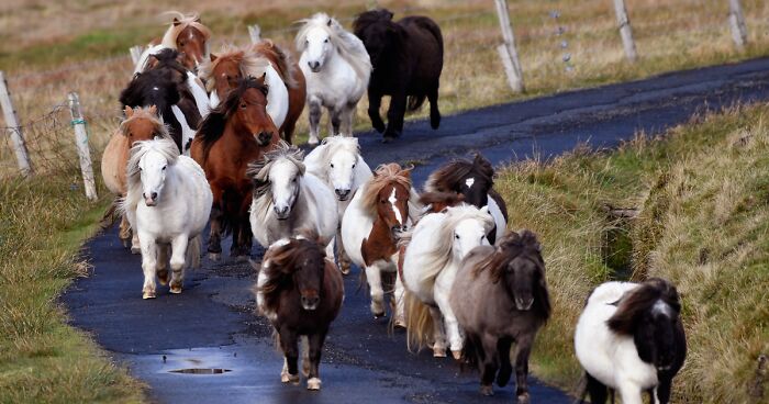 This Island Has More Miniature Ponies Than Humans