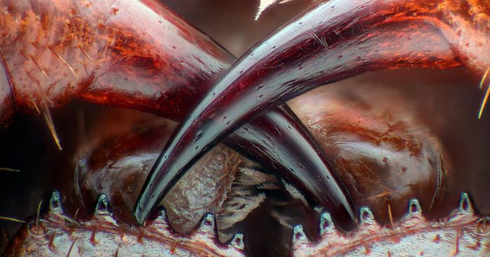 2016 Nikon Macro Photo Contest Winners Show The World Like You’ve Never Seen Before