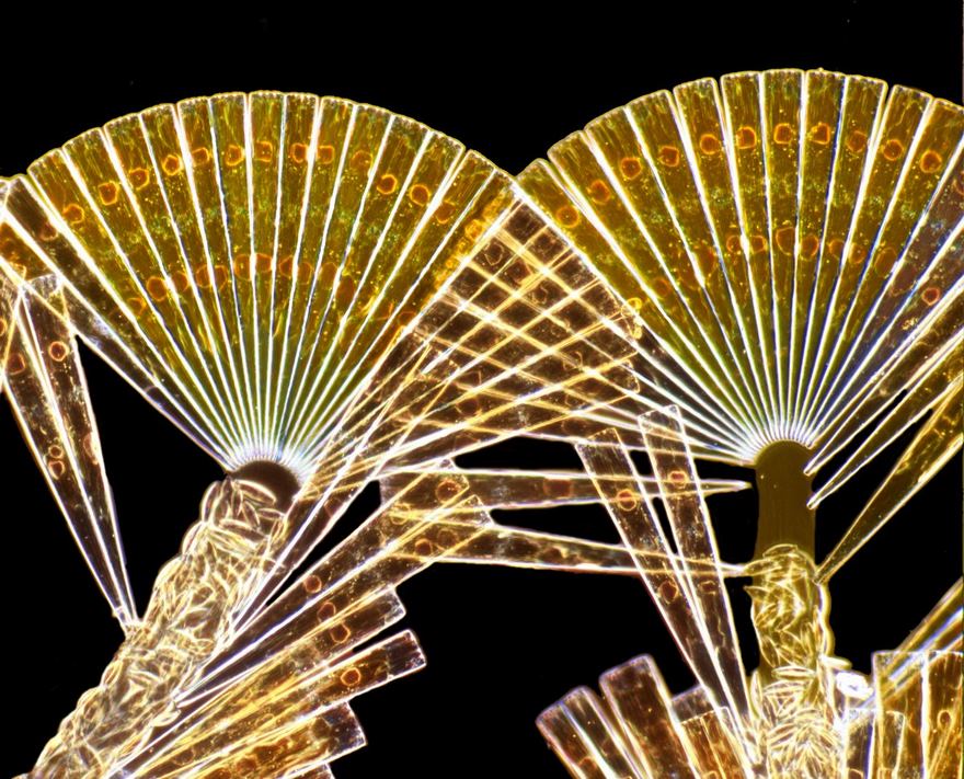 Licmophora Flabellata Diatoms