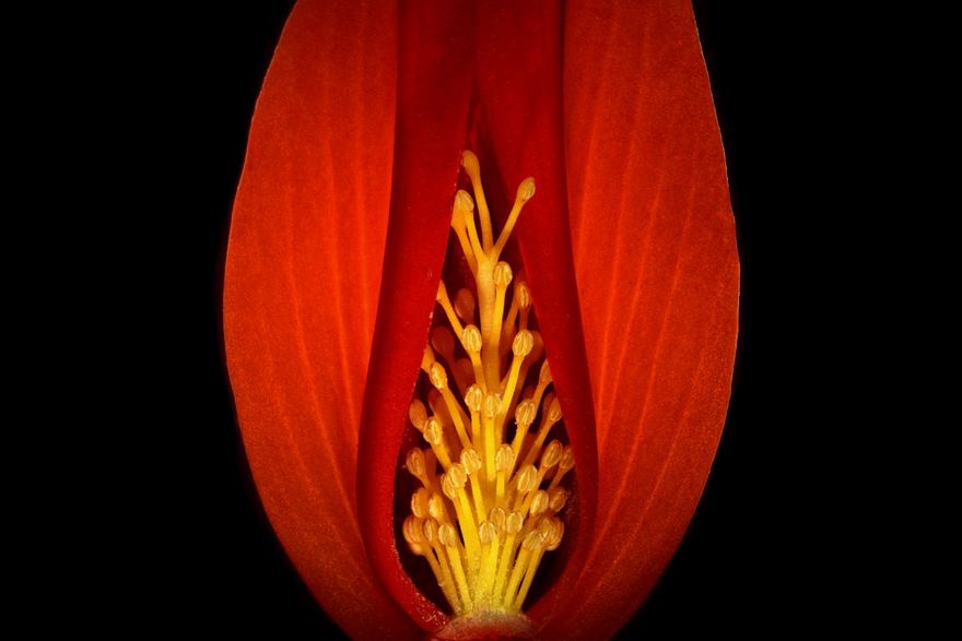 Section Of A Begonia Flower