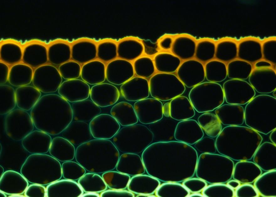 Section Of Stem Of A Bomarea Densiflora Plant Specimen
