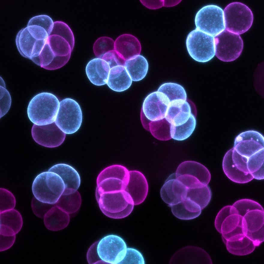 Early Stages Of Mouse Embryo Development