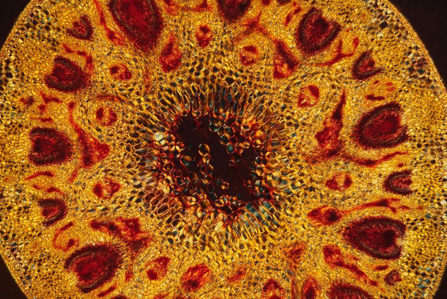 Cross Section Of Stem Of Barley