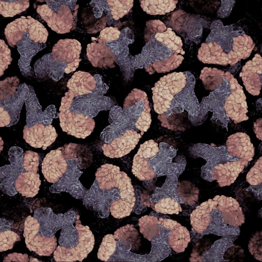 Surface Of Embryonic Mouse Kidney