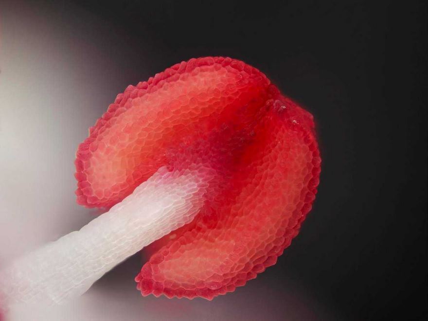 Black Elder Tree Flower Stamen