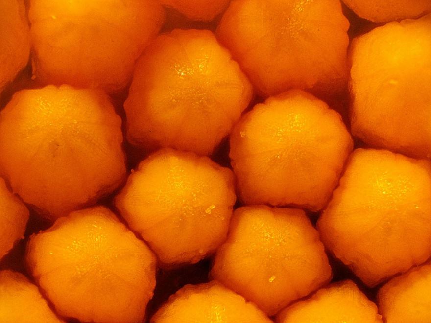 A Daisy’s Central Disc Pattern Of Tiny Unopened Flowers