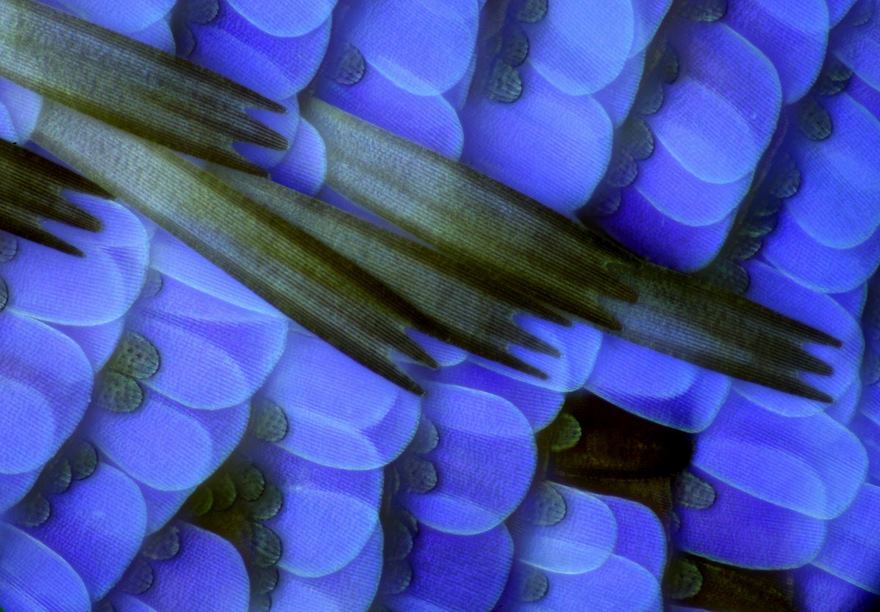 Scales Of A Butterfly Wing