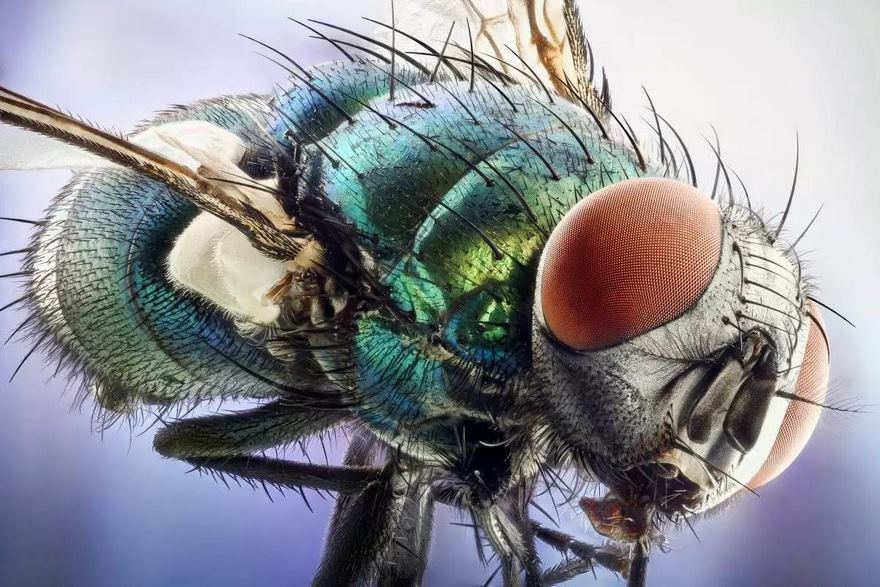 Green Bottle Fly
