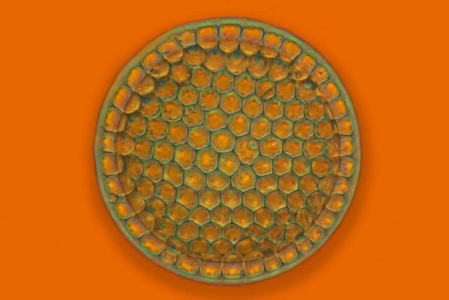 Fossil Diatom From Oamaru