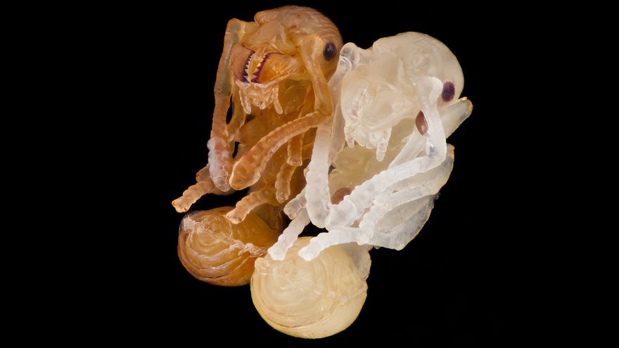 Ant Pupae