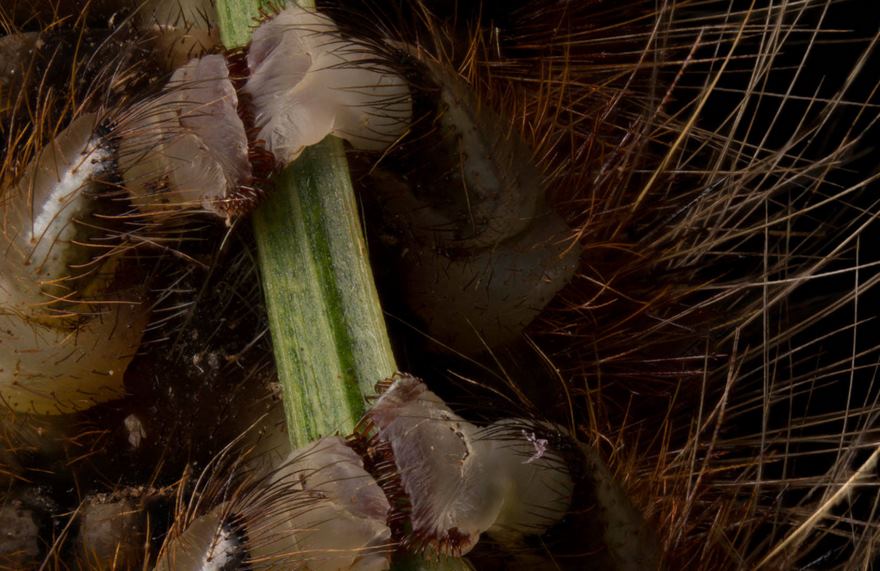Prolegs Of A Hairy Caterpillar Gripping A Small Branch