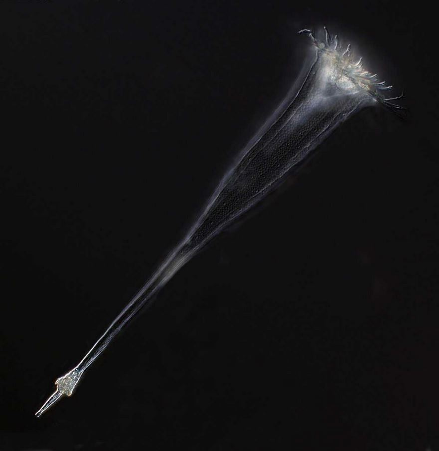 Tintinnid Ciliate Of The Marine Plankton