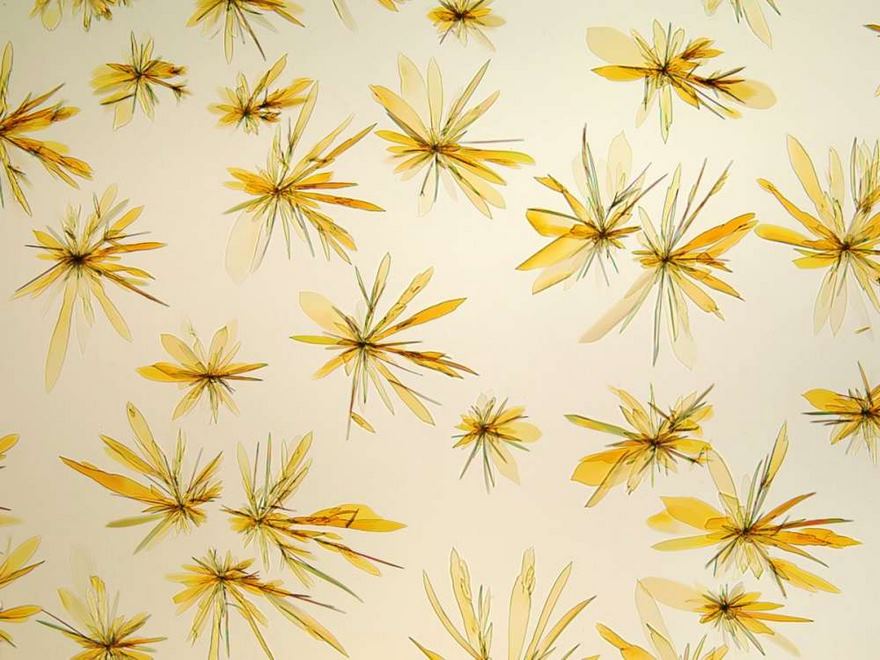 Microcrystal Test For Oxycodone Using Platinic Bromide Solution