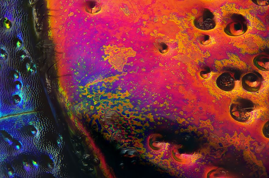 Section Of A Red Speckled Jewel Beetle