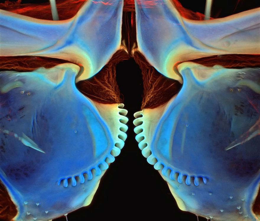 Gears Coupling Hind Legs Of A Planthopper Nymph
