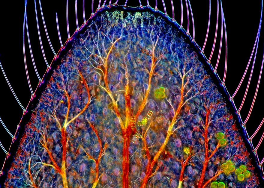 Caudal Gill Of A Dragonfly Larva