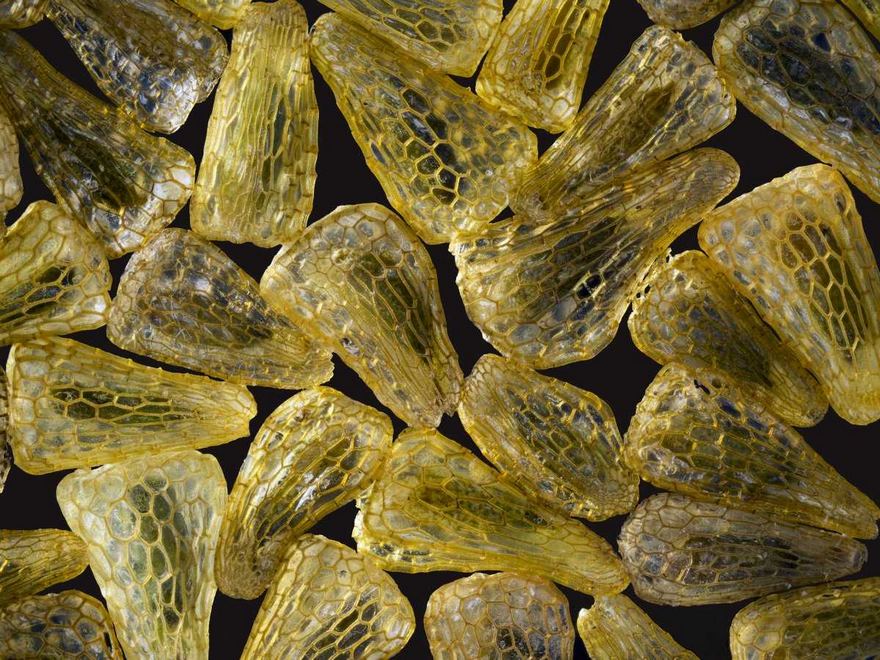 Seeds Of An Indian Paintbrush Wildflower