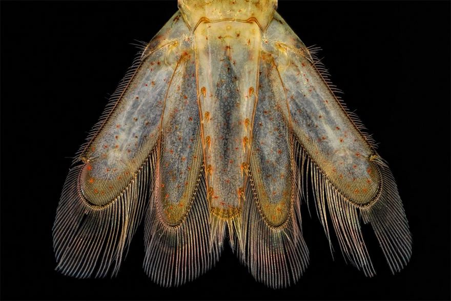 Tail Of A A Small Shrimp