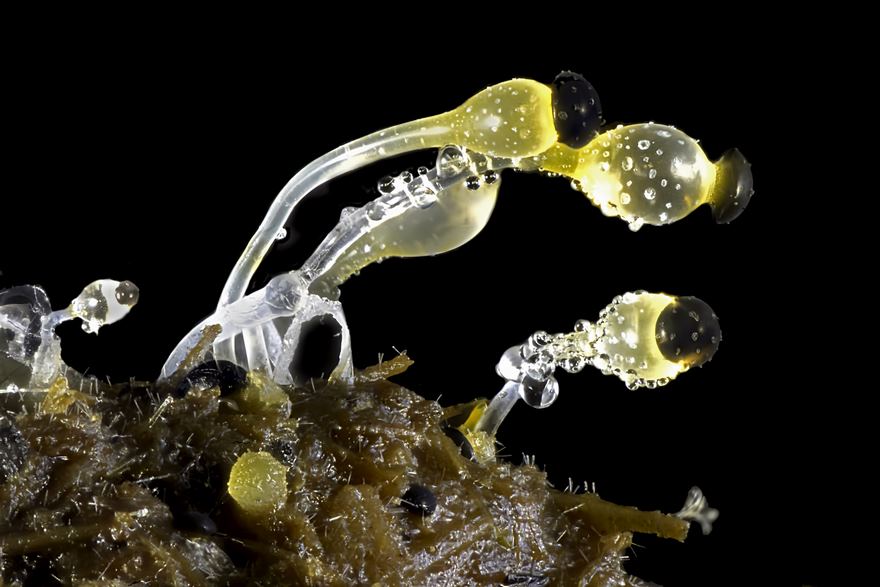 Twentieth Place. Cow Dung