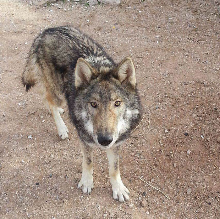 Man Is Given A Free Puppy, Soon Realizes It Is Something Else