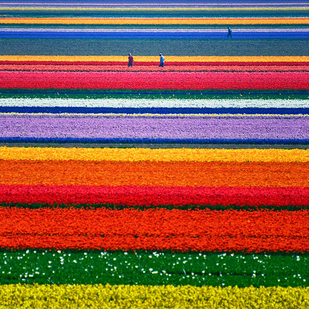 Vibrant, perfectly aligned tulip fields with colorful stripes satisfy perfectionists' souls.