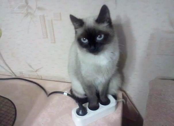 Cat perfectly sitting on a power strip, satisfying perfectionist's soul.