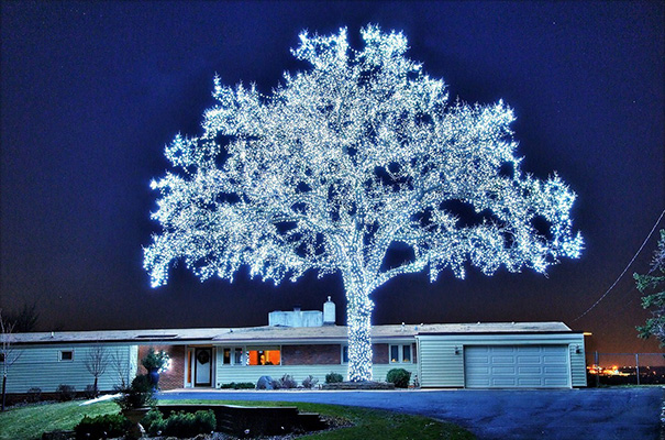 A tree covered in white lights, glowing perfectly against the night sky in front of a house.