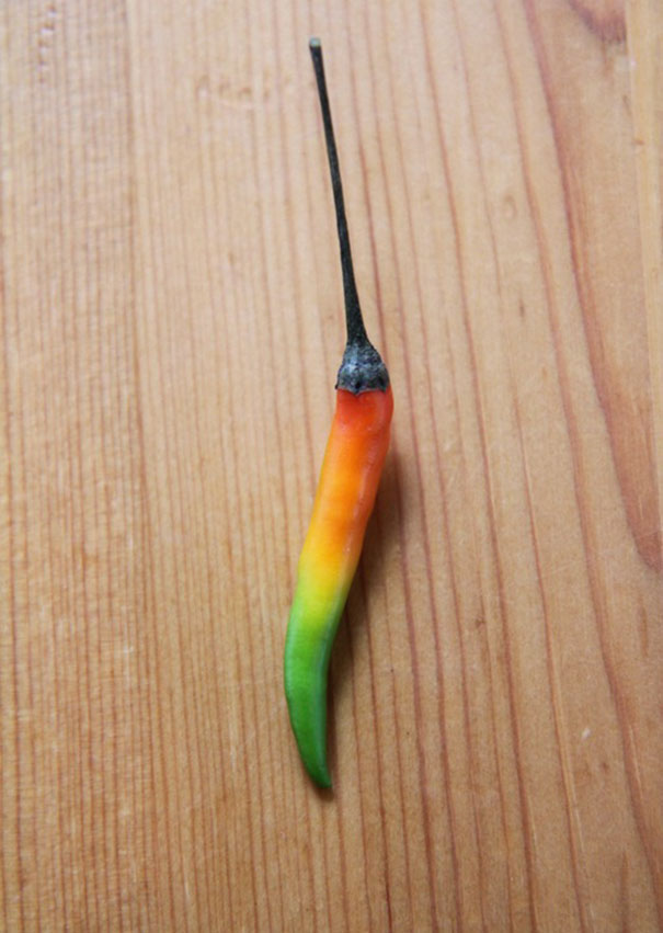 Perfectly ripened multicolored chili pepper on wooden surface, satisfying perfectionists' soul.
