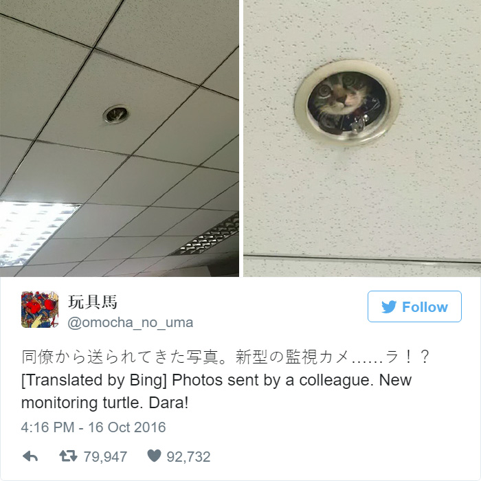 office-ceiling-cat-monitoring-omocha-no-uma-6 office-ceiling-cat-monitoring-omocha-no-uma-6