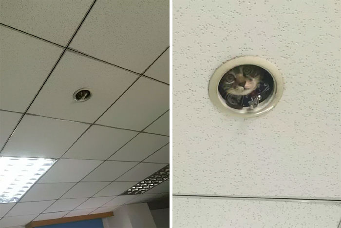 Hilarious Moment Office Workers Realize They’re Being Spied On By A Cat