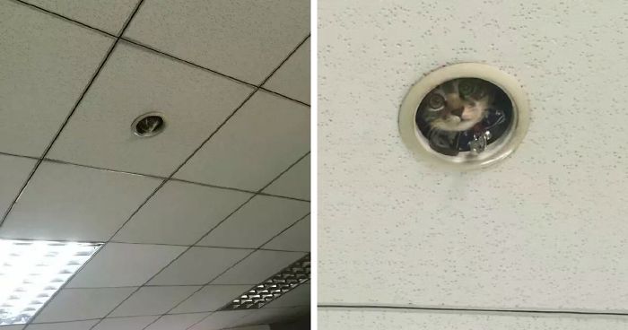 Hilarious Moment Office Workers Realize They’re Being Spied On By A Cat