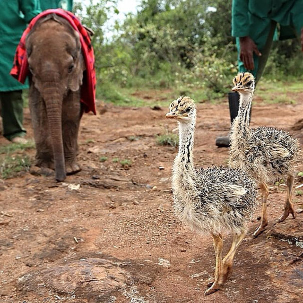 ostrich-snuggles-orphaned-elephants-1 ostrich-snuggles-orphaned-elephants-1
