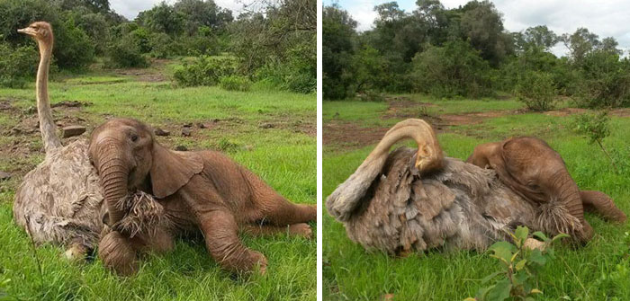 This Ostrich Snuggles Orphaned Elephants To Make Them Feel Better After Losing Their Moms
