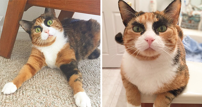 Mi gato de extrañas cejas siempre está juzgándome y no sé por qué