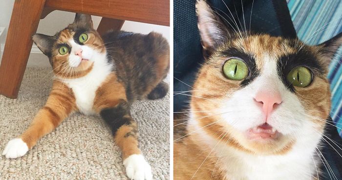 My Crazy Eyebrow Cat Is Always Judging Me, And I Don’t Know Why