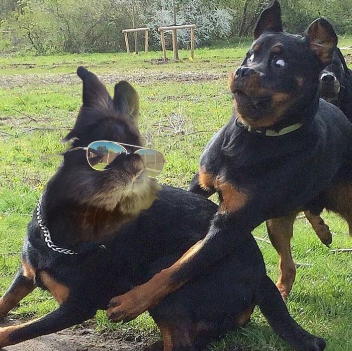 Dog Regrets Playing With Rabbit