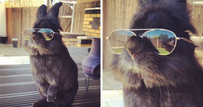 Somebody Put Sunglasses On A Bunny And It Started An Epic Photoshop Battle (70 Pics)
