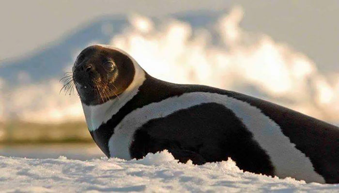 rare-four-stripes-ribbon-seal-spotted-2