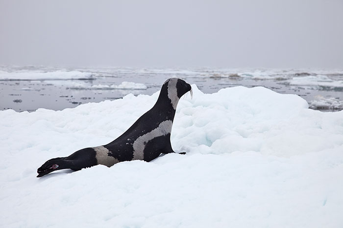 rare-four-stripes-ribbon-seal-spotted-6 rare-four-stripes-ribbon-seal-spotted-6