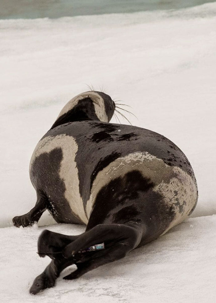 rare-four-stripes-ribbon-seal-spotted-7 rare-four-stripes-ribbon-seal-spotted-7