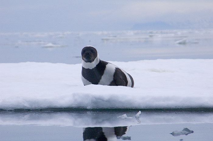 rare-four-stripes-ribbon-seal-spotted-9 rare-four-stripes-ribbon-seal-spotted-9