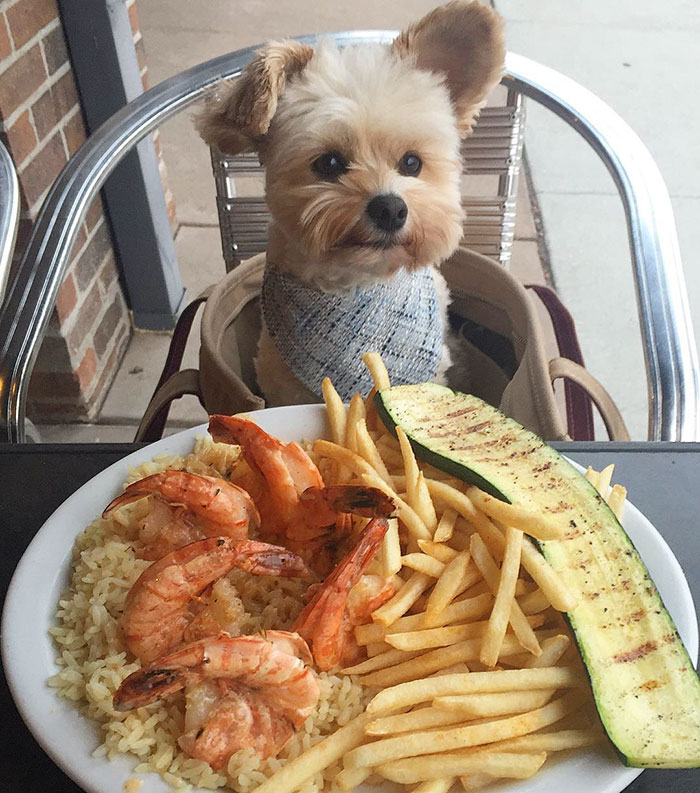 Popeye The Foodie Dog