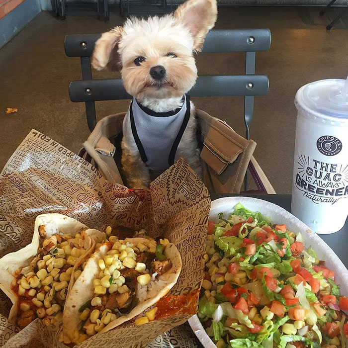 Popeye The Foodie Dog