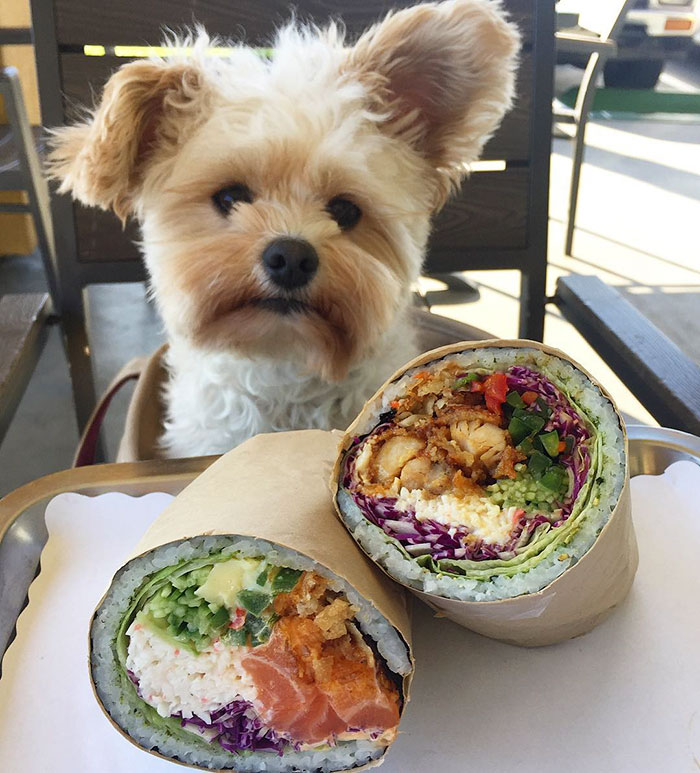 Popeye The Foodie Dog