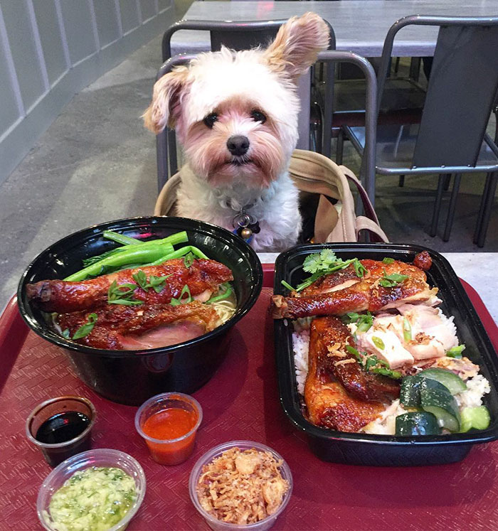 Popeye The Foodie Dog