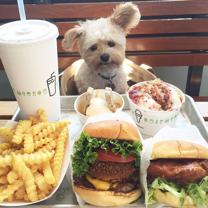 Popeye The Foodie Dog