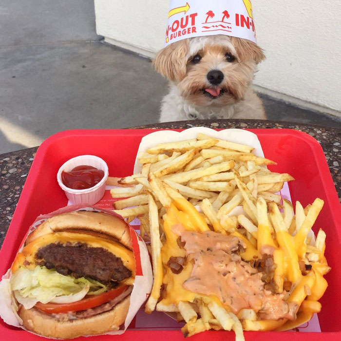 Popeye The Foodie Dog