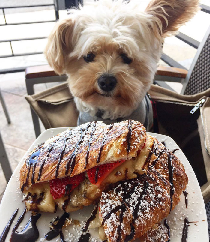 Popeye The Foodie Dog