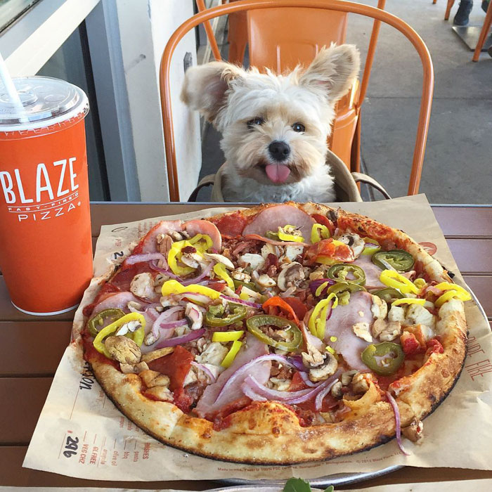 Popeye The Foodie Dog