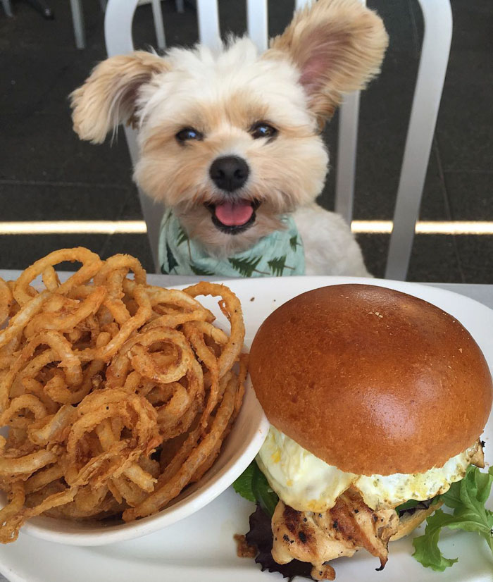 Popeye The Foodie Dog